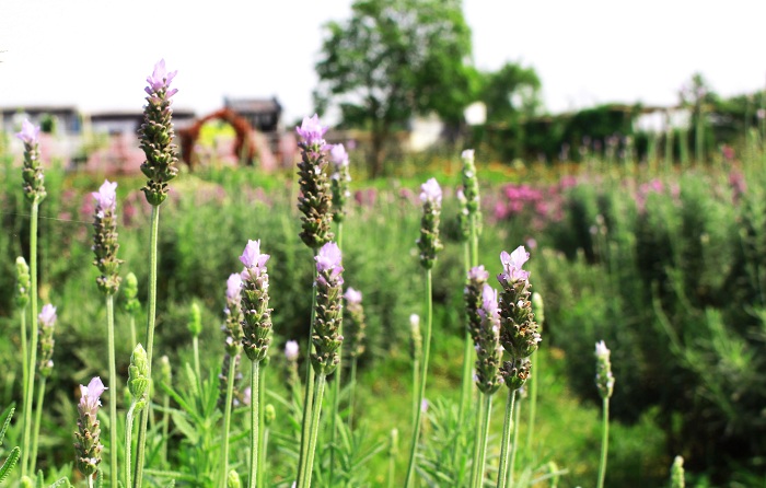 Chiêm ngưỡng cánh đồng hoa Oải hương Lavender ngay giữa lòng Hà Nội