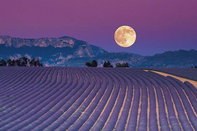 Chiêm ngưỡng cánh đồng hoa Oải hương Lavender tại Provence, miền nam nước Pháp