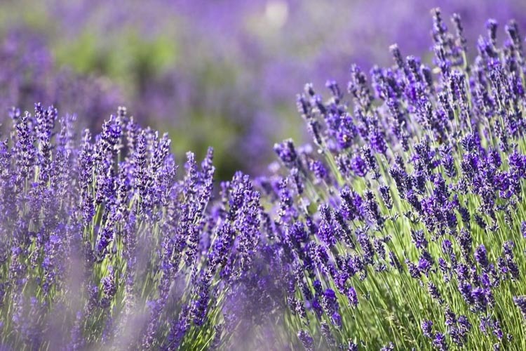 Ý nghĩa của Hoa Oải hương Lavender