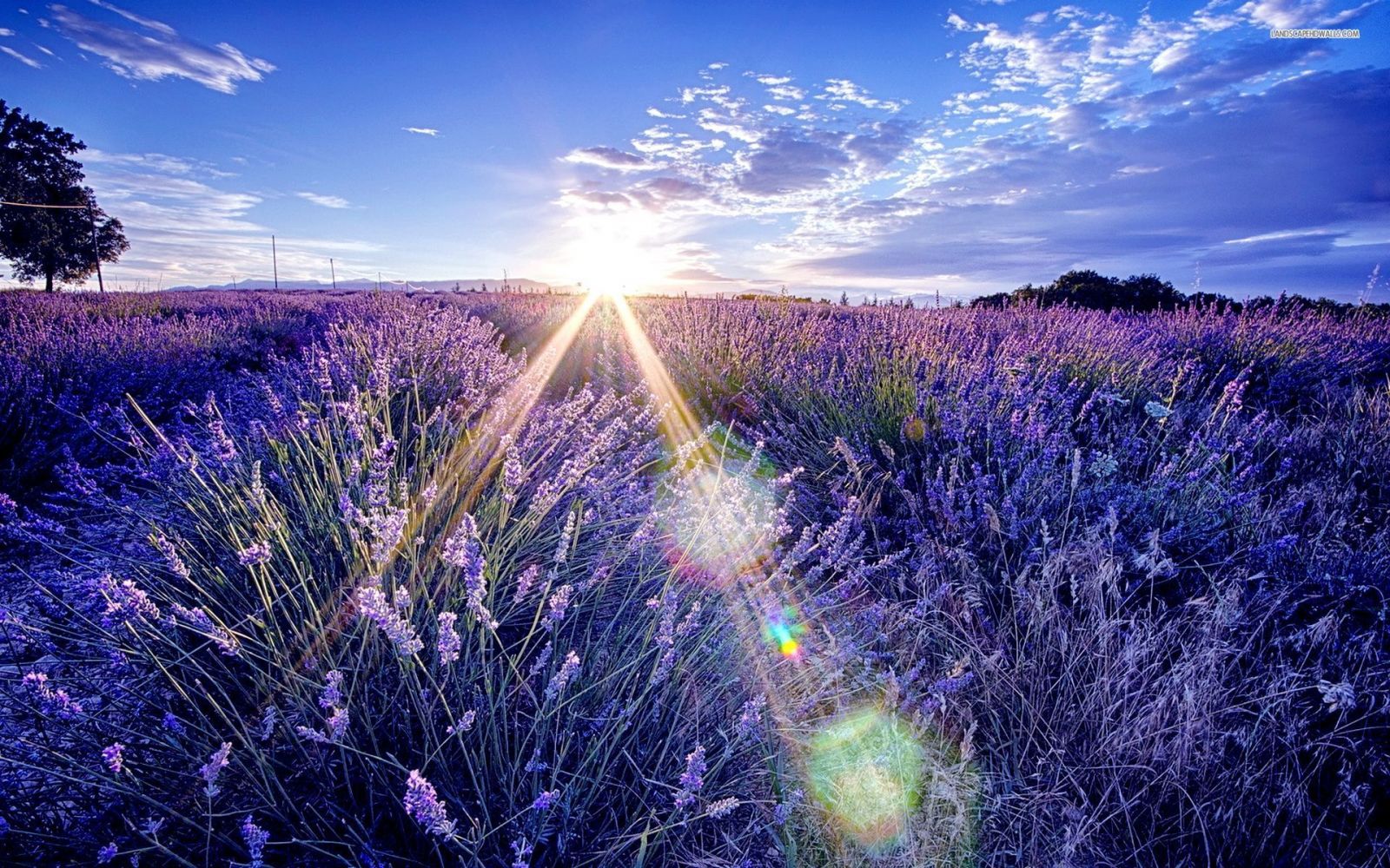 hoa kho lavender, hoa oải hương khô
